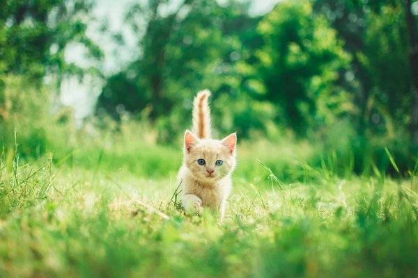 How to Safely Introduce a New Kitten to an Older Cat-Only Household?