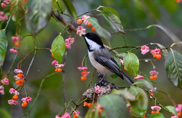 How to Create a Safe and Engaging Environment for Pets in Small Apartments?